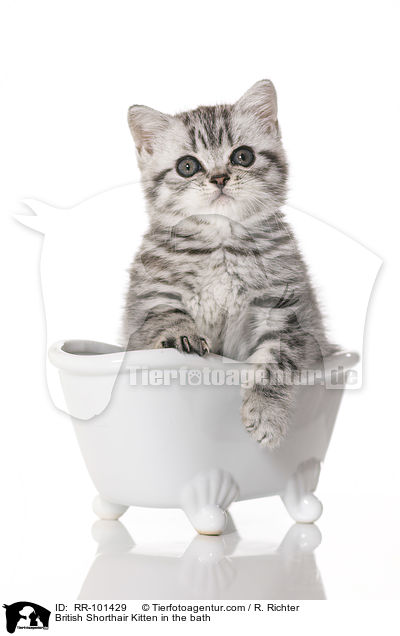 Britisch Kurzhaar Ktzchen in der Badewanne / British Shorthair Kitten in the bath / RR-101429