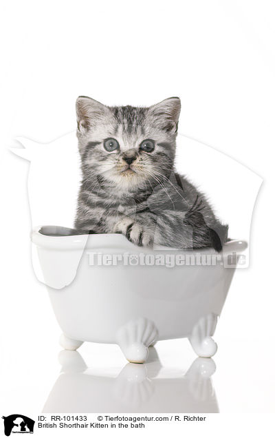 British Shorthair Kitten in the bath / RR-101433