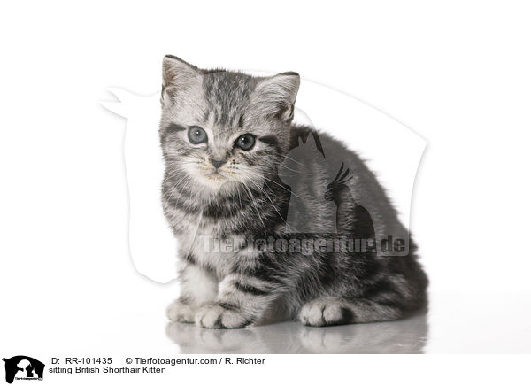 sitting British Shorthair Kitten / RR-101435