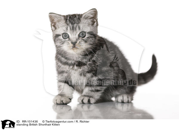 standing British Shorthair Kitten / RR-101436