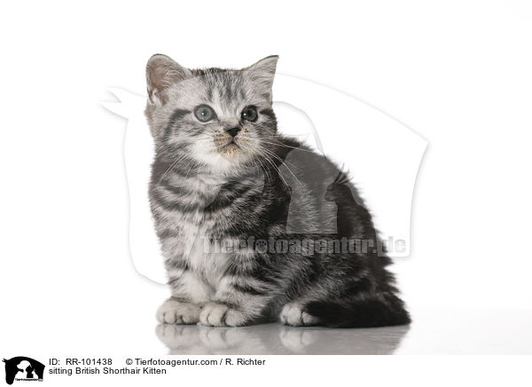 sitting British Shorthair Kitten / RR-101438