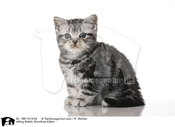 sitting British Shorthair Kitten / RR-101439