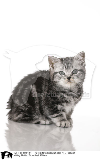 sitzendes Britisch Kurzhaar Ktzchen / sitting British Shorthair Kitten / RR-101441