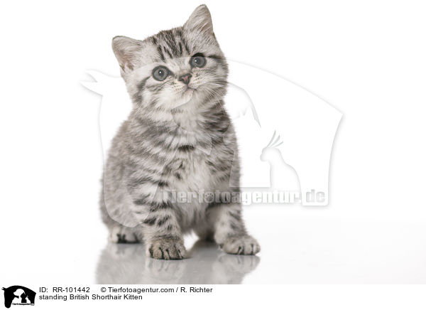 standing British Shorthair Kitten / RR-101442