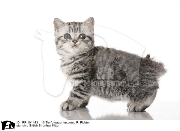 standing British Shorthair Kitten / RR-101443