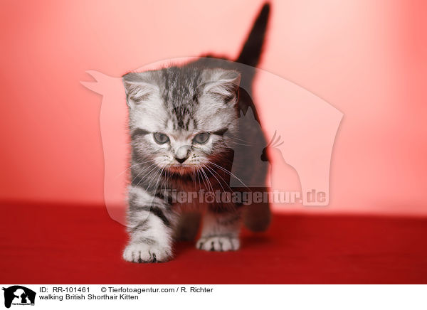 laufendes Britisch Kurzhaar Ktzchen / walking British Shorthair Kitten / RR-101461