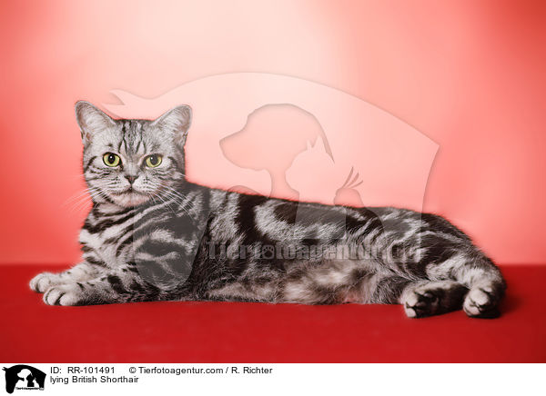 liegende Britisch Kurzhaar / lying British Shorthair / RR-101491