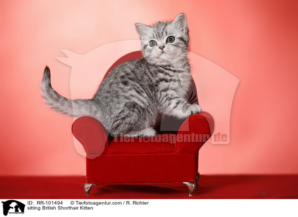 sitzendes Britisch Kurzhaar Ktzchen / sitting British Shorthair Kitten / RR-101494