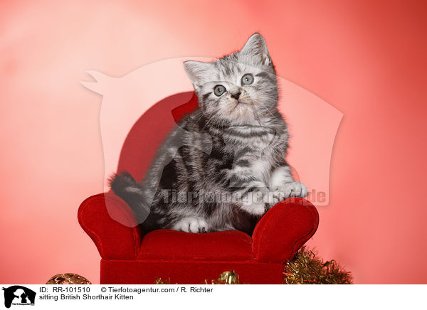 sitzendes Britisch Kurzhaar Ktzchen / sitting British Shorthair Kitten / RR-101510