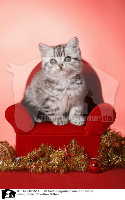 sitzendes Britisch Kurzhaar Ktzchen / sitting British Shorthair Kitten / RR-101514