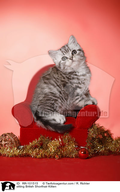 sitzendes Britisch Kurzhaar Ktzchen / sitting British Shorthair Kitten / RR-101515