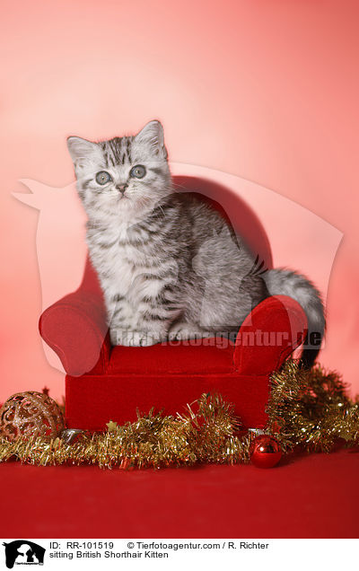 sitzendes Britisch Kurzhaar Ktzchen / sitting British Shorthair Kitten / RR-101519