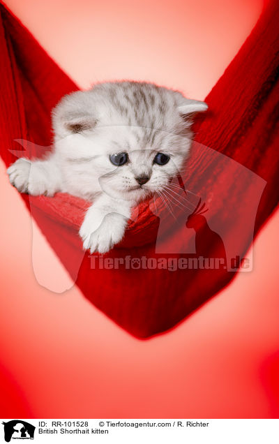 Britisch Kurzhaar K�tzchen / British Shorthait kitten / RR-101528