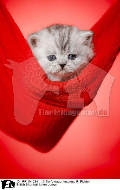 Britisch Kurzhaar Ktzchen Portrait / British Shorthait kitten portrait / RR-101529