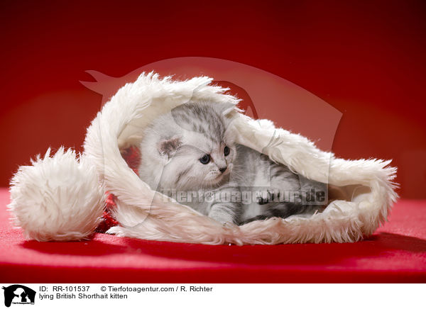 liegendes Britisch Kurzhaar Ktzchen / lying British Shorthait kitten / RR-101537