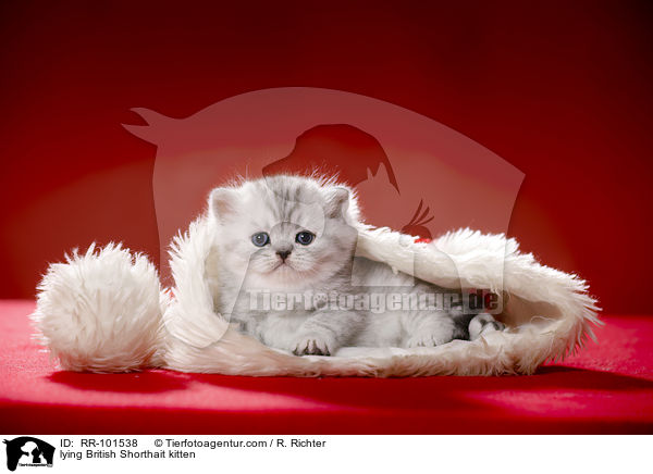 liegendes Britisch Kurzhaar Ktzchen / lying British Shorthait kitten / RR-101538