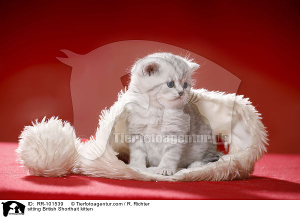 sitzendes Britisch Kurzhaar Ktzchen / sitting British Shorthait kitten / RR-101539