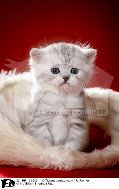 sitzendes Britisch Kurzhaar Ktzchen / sitting British Shorthait kitten / RR-101543