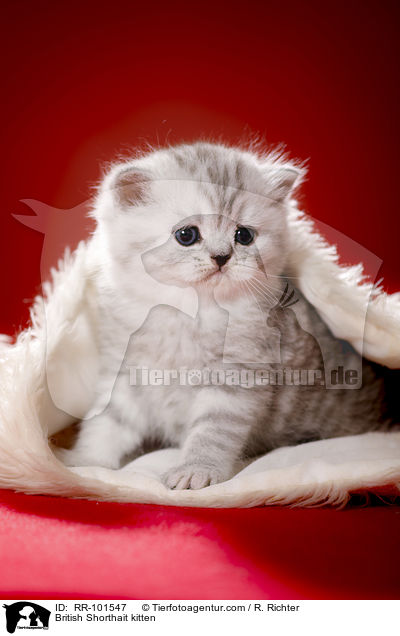 Britisch Kurzhaar Ktzchen / British Shorthait kitten / RR-101547