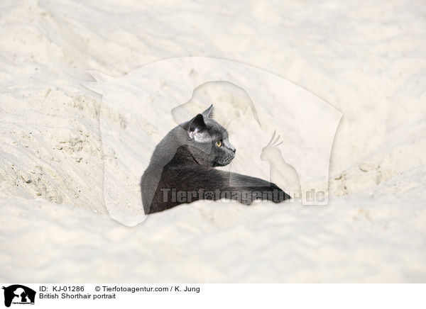 British Shorthair portrait / KJ-01286