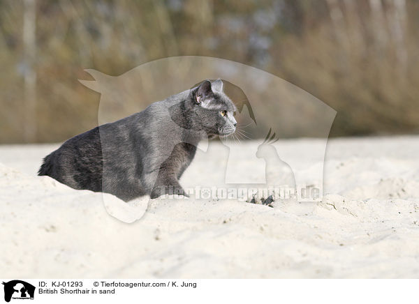 British Shorthair in sand / KJ-01293