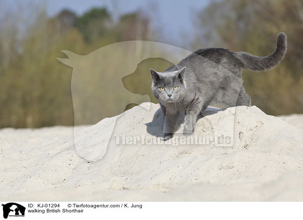 laufende Britisch Kurzhaar / walking British Shorthair / KJ-01294