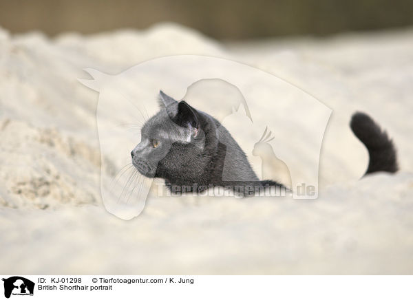 British Shorthair portrait / KJ-01298