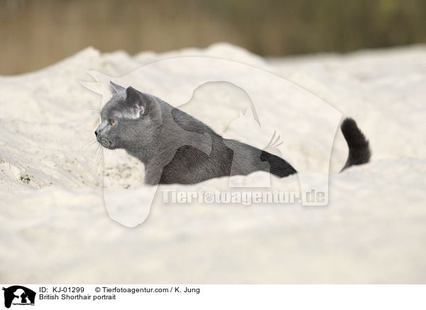 Britisch Kurzhaar Portrait / British Shorthair portrait / KJ-01299
