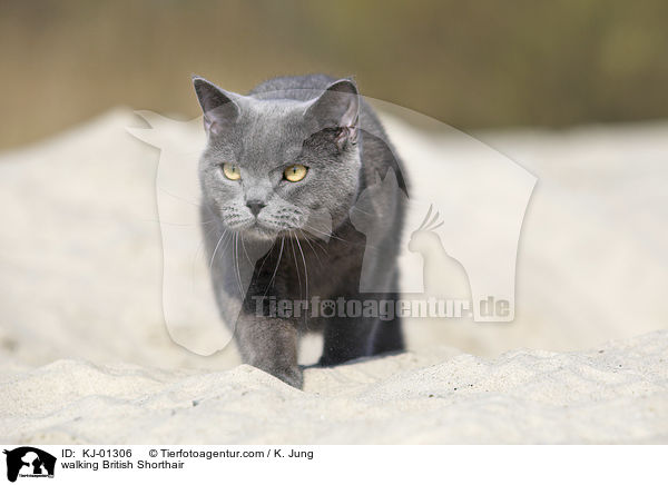 laufende Britisch Kurzhaar / walking British Shorthair / KJ-01306