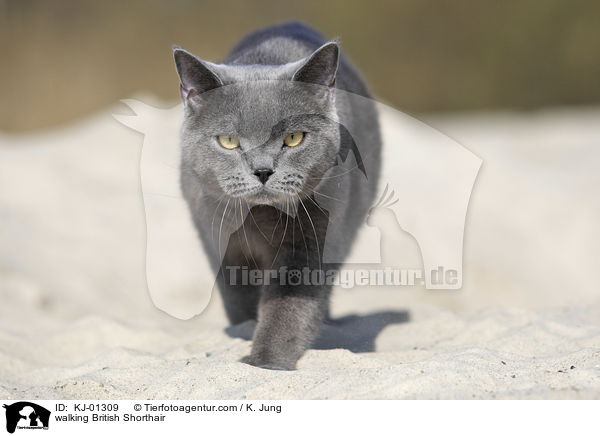 walking British Shorthair / KJ-01309