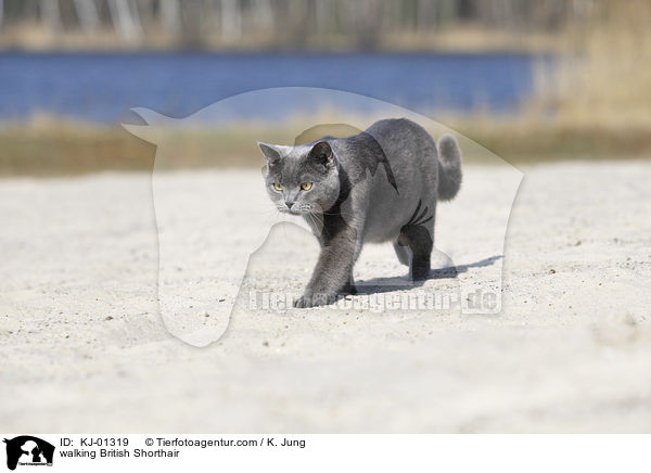 walking British Shorthair / KJ-01319
