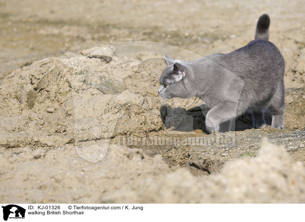 walking British Shorthair / KJ-01326