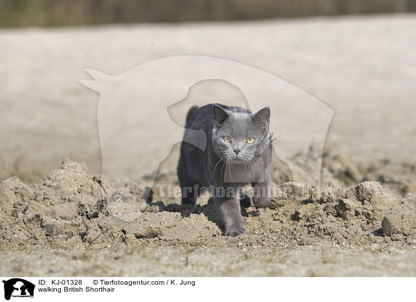 walking British Shorthair / KJ-01328