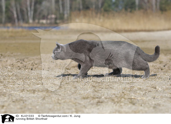 rennende Britisch Kurzhaar / running British Shorthair / KJ-01333