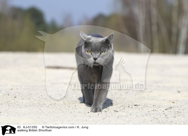 walking British Shorthair / KJ-01350