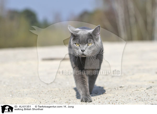 laufende Britisch Kurzhaar / walking British Shorthair / KJ-01351