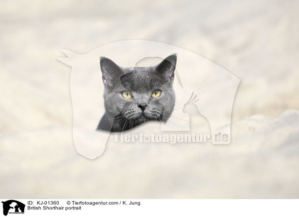 Britisch Kurzhaar Portrait / British Shorthair portrait / KJ-01360
