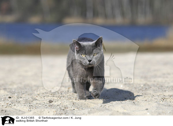 walking British Shorthair / KJ-01365