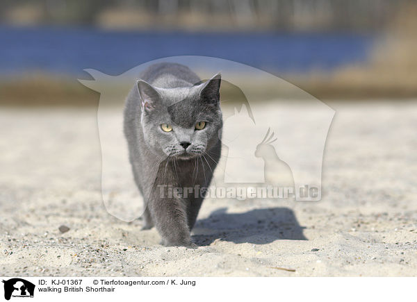 laufende Britisch Kurzhaar / walking British Shorthair / KJ-01367