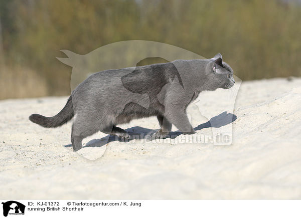 running British Shorthair / KJ-01372