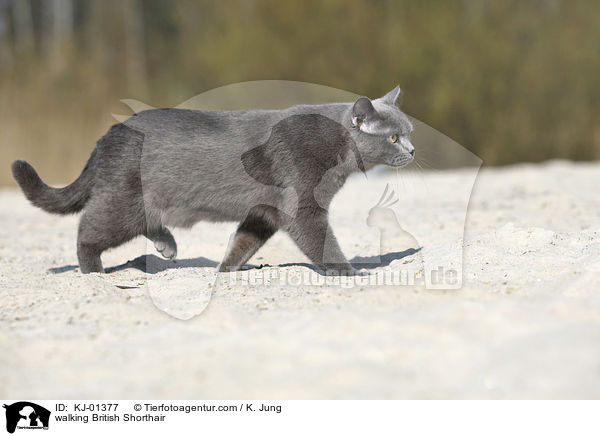 walking British Shorthair / KJ-01377