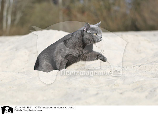 Britisch Kurzhaar im Sand / British Shorthair in sand / KJ-01381