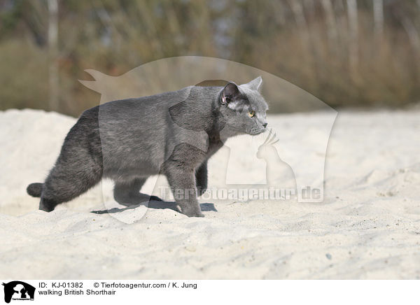laufende Britisch Kurzhaar / walking British Shorthair / KJ-01382