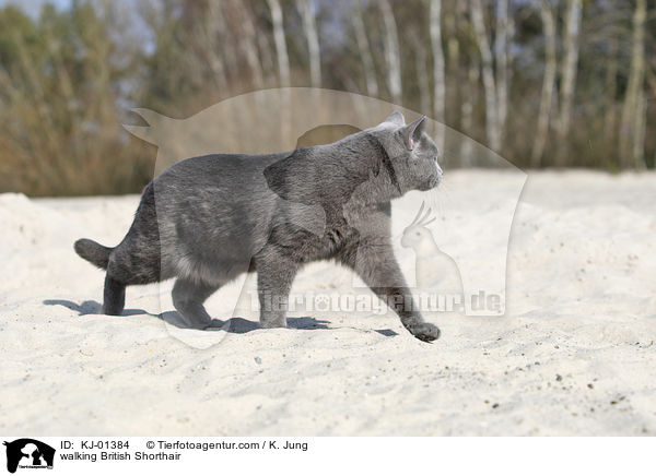 laufende Britisch Kurzhaar / walking British Shorthair / KJ-01384