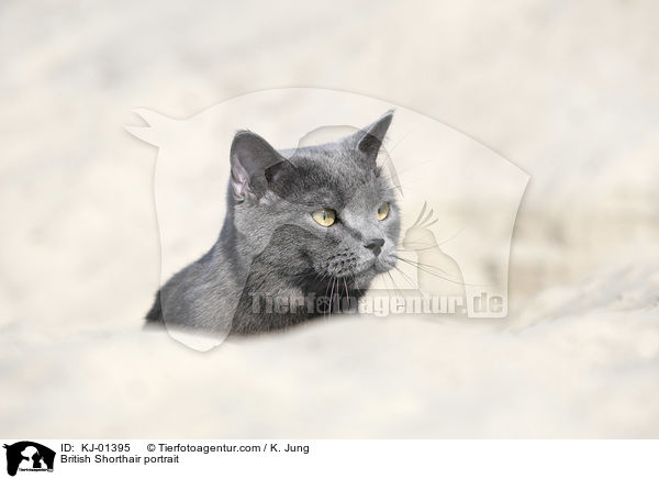 Britisch Kurzhaar Portrait / British Shorthair portrait / KJ-01395
