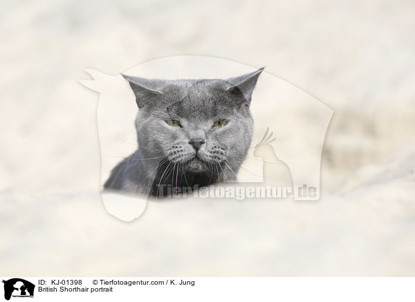 Britisch Kurzhaar Portrait / British Shorthair portrait / KJ-01398