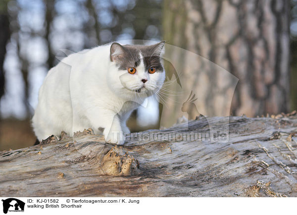 laufende Britisch Kurzhaar / walking British Shorthair / KJ-01582