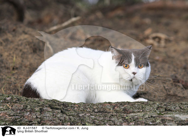 liegende Britisch Kurzhaar / lying British Shorthair / KJ-01587