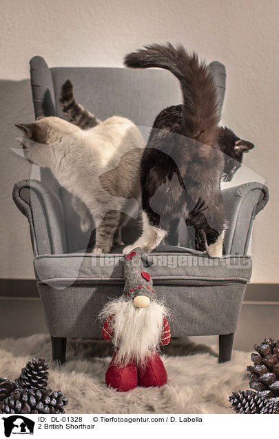 2 Britisch Kurzhaar / 2 British Shorthair / DL-01328