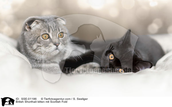 British Shorthait kitten mit Scottish Fold / SSE-01186